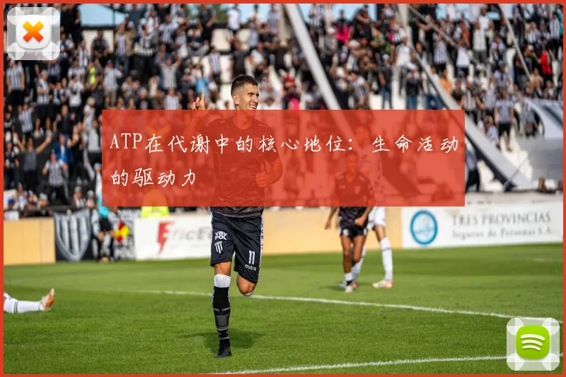 ATP在代谢中的核心地位：生命活动的驱动力